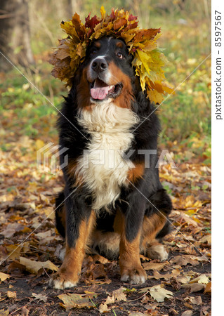 dog in yellow leaves crown dog in yellow leaves crown 8597567