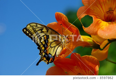 Swallowtail蝴蝶和花swallowtail吮蜂蜜 Swallowtail蝴蝶和花swallowtail吮蜂蜜 8597862
