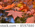 Autumn leaves 8597880