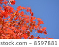 Autumn leaves 8597881