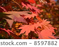 Autumn leaves 8597882