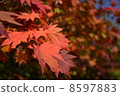 Autumn leaves 8597883