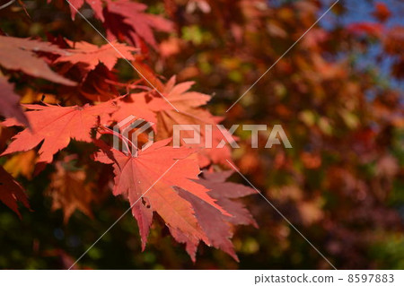 Autumn leaves 8597883