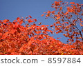 Autumn leaves 8597884