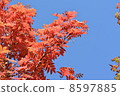 Autumn leaves 8597885