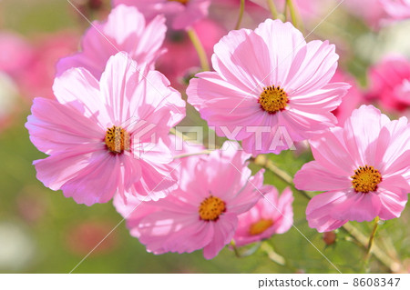Pink Cosmos Pink Cosmos 8608347