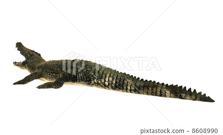 鱷魚 鱷魚 8608990