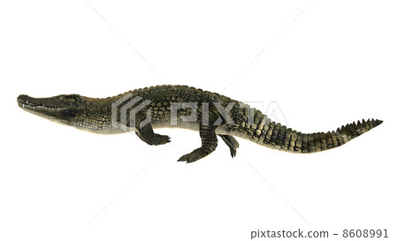 crocodile crocodile 8608991