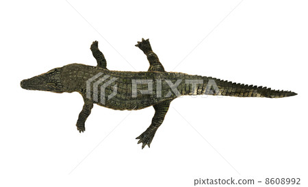 crocodile 8608992