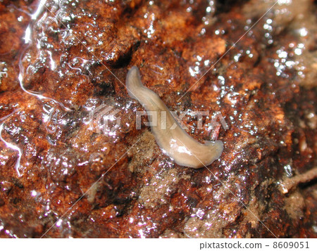 Uzumushi福岡縣福岡市 8609051