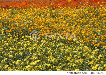  黃波斯菊 8609676