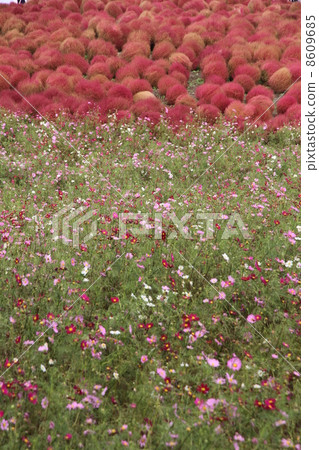 秋天櫻桃樹和Kokia 8609685