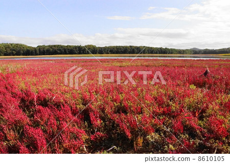 深紅色染色的珊瑚草Saromu湖邊Tsuruma 深紅色染色的珊瑚草Saromu湖邊Tsuruma 8610105