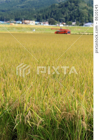 Rice reaping 8610145