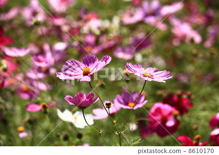 Cosmos - 2013-5 Cosmos - 2013-5 8610170