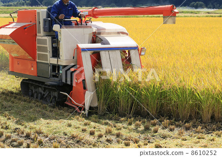 Rice reaping 8610252
