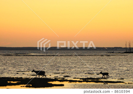 Parent and child of Ezoshika stained in the sunset Noshi peninsula in winter (Utoricho Utoro) 8610394