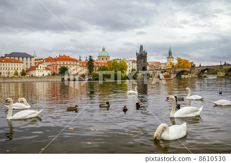 Swans near Charles Bridge in Prague 8610530