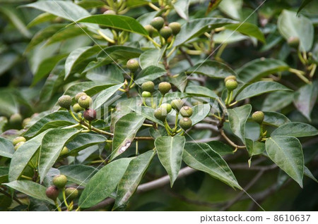 Fruits of Inu Biva Fruits of Inu Biva 8610637