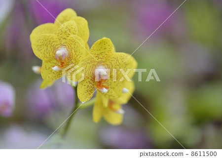 蝴蝶蘭（蝴蝶蘭） 8611500