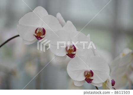Phalaenopsis (moth orchid) 8611503