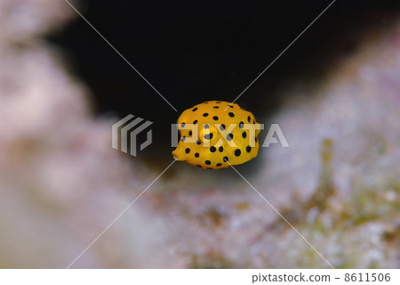 Minami Hako Hugo的幼蟲 8611506