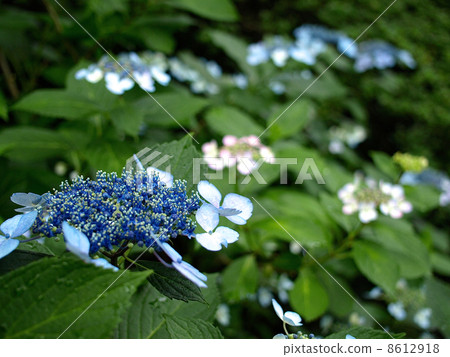 Kurohime Hydrangea Kurohime Hydrangea 8612918