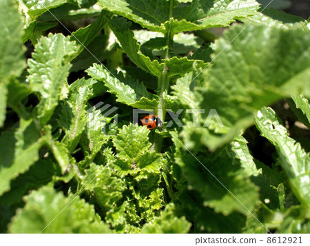 Ladybug 8612921