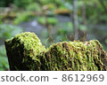 Moss 8612969