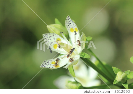 Ali gather in Akebonoso 8612993