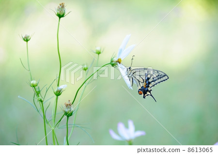 Swallowtail蝴蝶和波斯菊 8613065