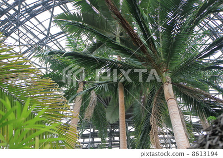 東京都夢島熱帶植物園的大尾棕櫚 8613194