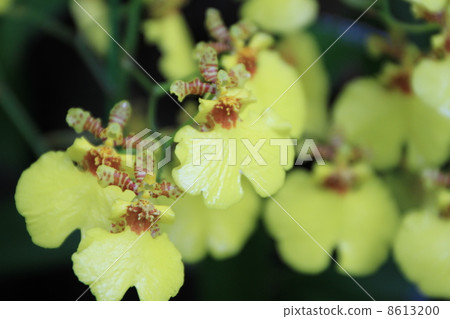 東京都Yume no Island熱帶植物館 8613200