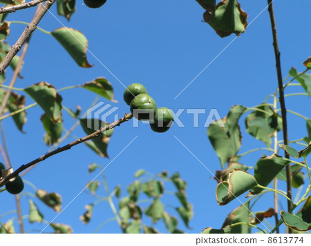 紅色色的葉子空白美麗的Nankinghase俏麗的果子 8613774