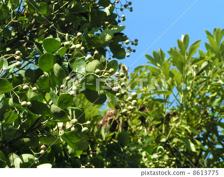 Masaki很快就會變成橙色 8613775