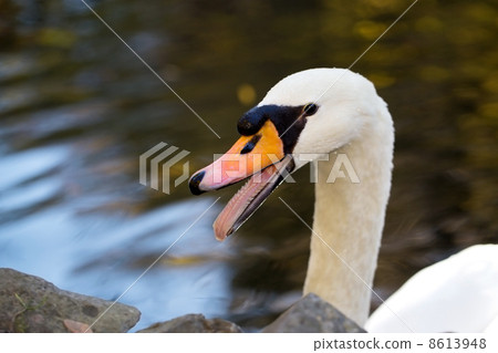 White swan in the morning White swan in the morning 8613948