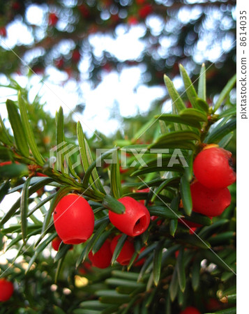 Actual length of onco 8614035