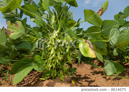 Edamame farm lucky lion 8614075