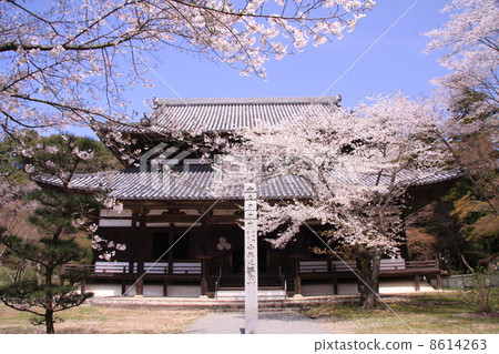 在Negoji寺廟Shingo寺廟開花的櫻花 8614263