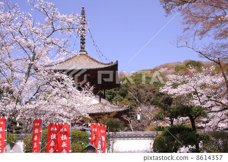 Negori Great Tower and Cherry Blossoms 8614357