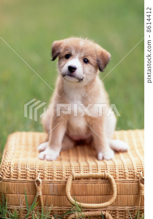Cute little puppy Cute little puppy 8614412