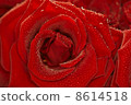 Red natural rose background  with droplets 8614518