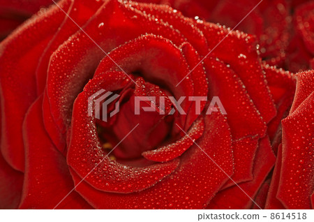 Red natural rose background with droplets Red natural rose background with droplets 8614518