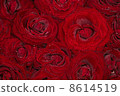 Red natural roses background  with droplets 8614519