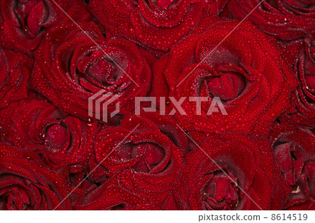 Red natural roses background with droplets Red natural roses background with droplets 8614519