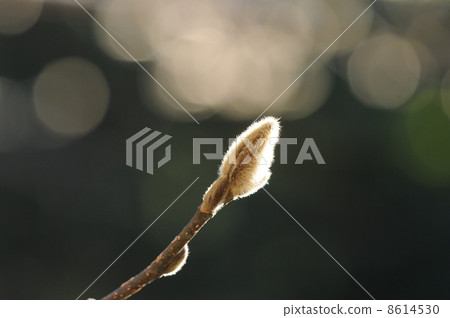 冬芽~Kobushi~ 冬芽~Kobushi~ 8614530