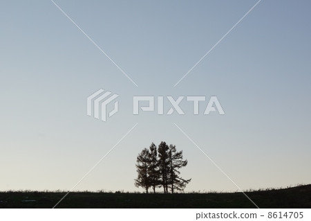 Town of Hokkaido hills Town Biei 5 trees Town of Hokkaido hills Town Biei 5 trees 8614705