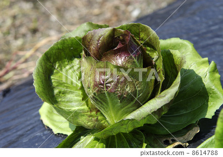 Chicory Chicory 8614788