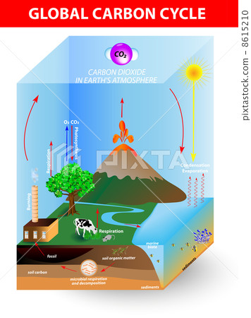 carbon cycle. Vector diagram carbon cycle. Vector diagram 8615210