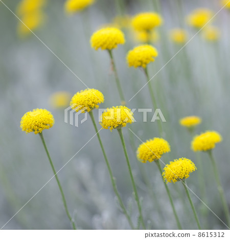 Watasugi gikiku 8615312